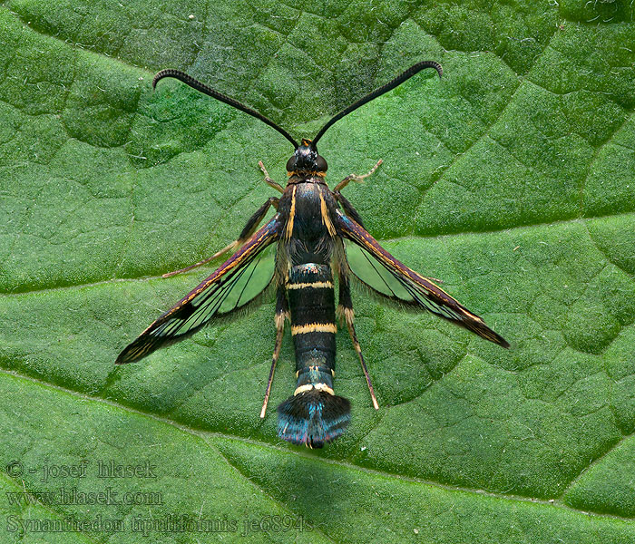 Ripsglassvinge Ribsglassværmer Synanthedon tipuliformis