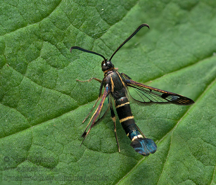 Herukan lasisiipi Vinbärsglasvinge Synanthedon tipuliformis