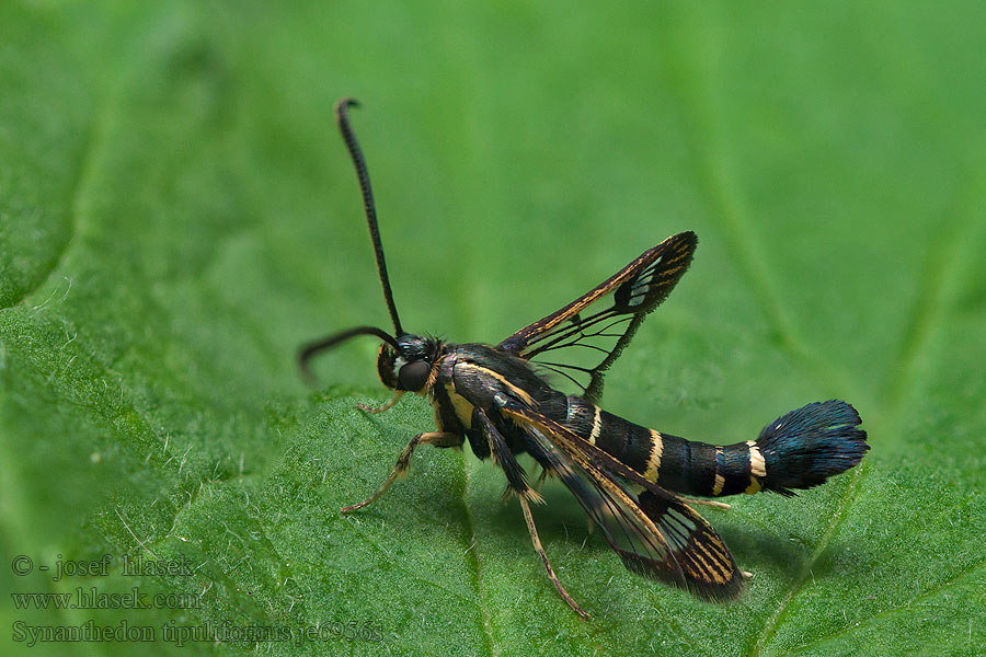 Bessenglasvlinder Üvegszárnyú ribiszkelepke Synanthedon tipuliformis