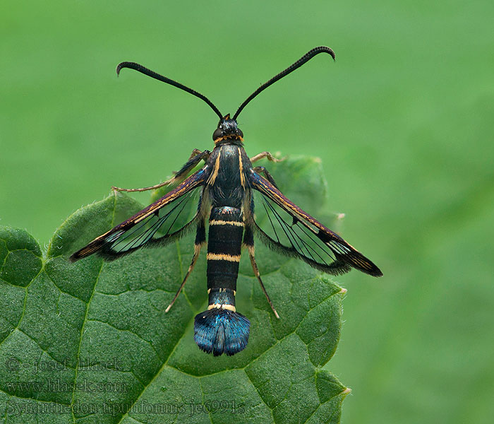 Przeziernik porzeczkowiec Synanthedon tipuliformis