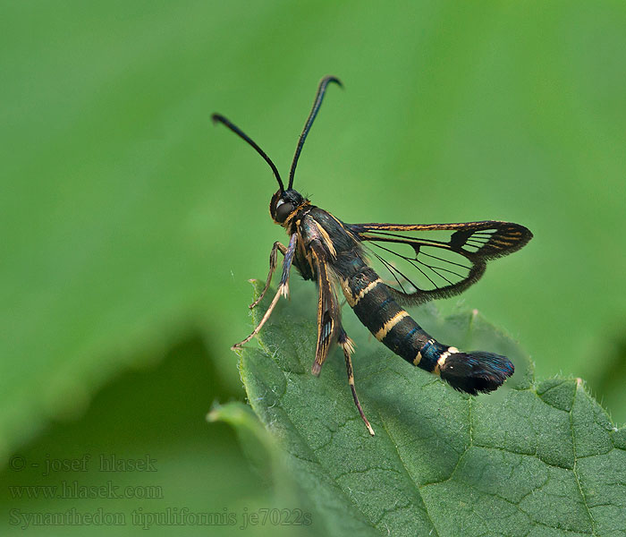 Стеклянница смородинная Synanthedon tipuliformis