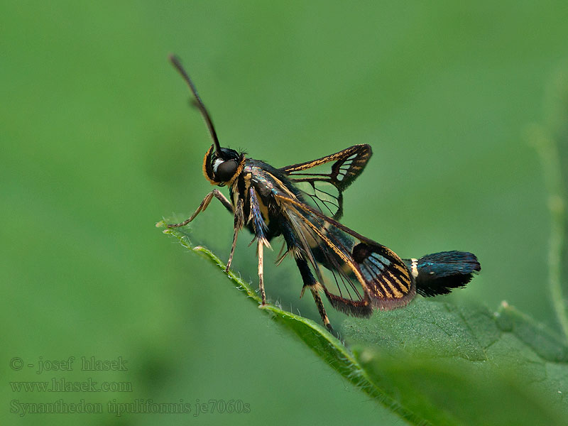 Podobník tipuľovitý Synanthedon tipuliformis