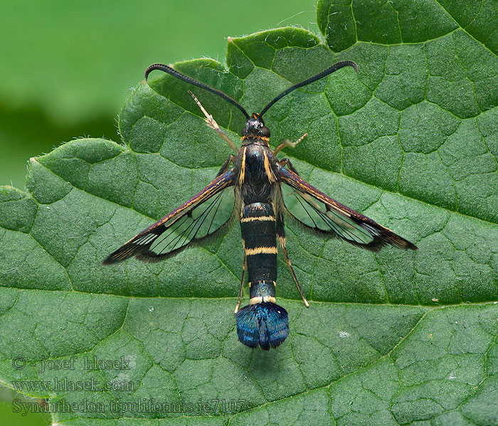 Schnaken-Glasflügler Johannisbeer Synanthedon tipuliformis