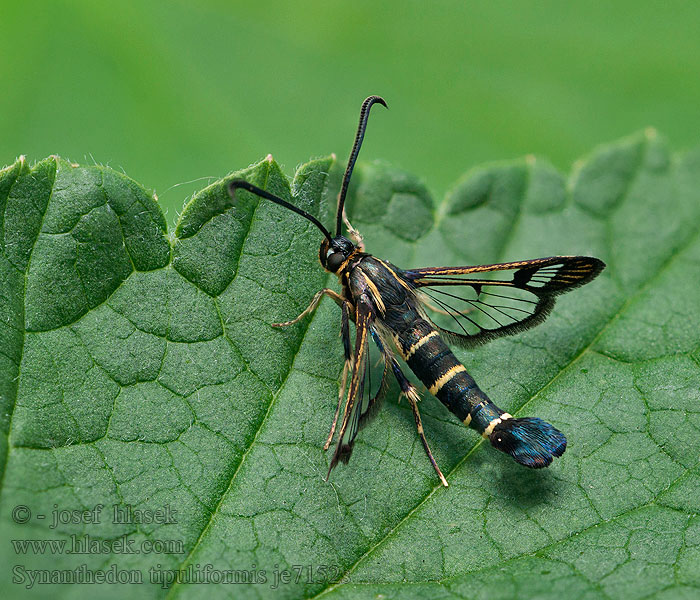 Nesytka rybízová Synanthedon tipuliformis