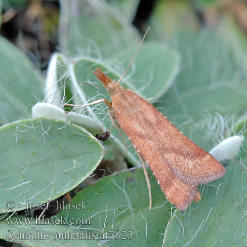 Огнёвка Synaphe punctalis Pyralis angustalis Kysthalmmott