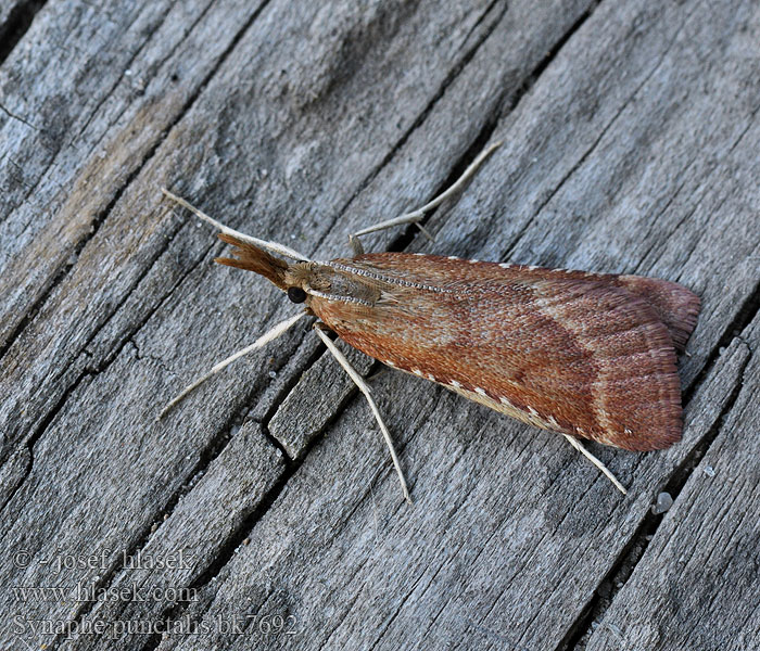 Synaphe punctalis Pyralis angustalis Огнёвка Kysthalmmott