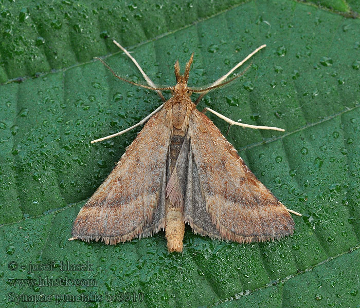 Synaphe punctalis