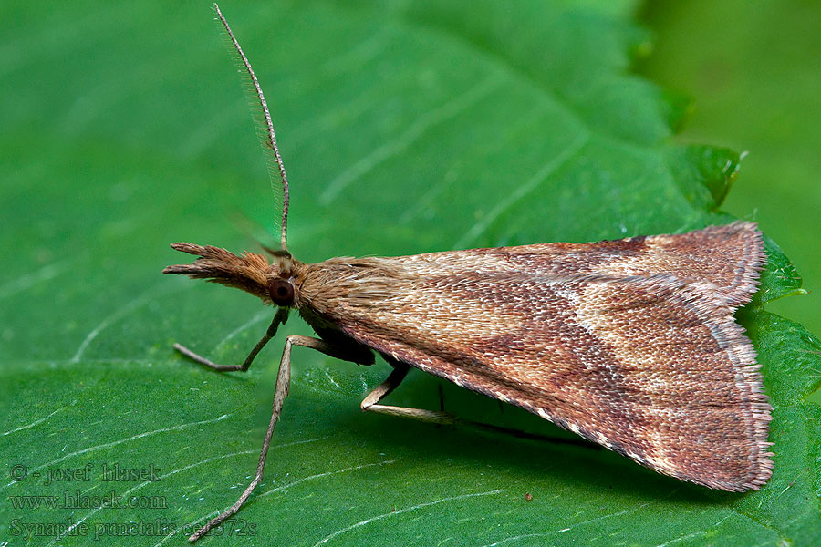 Vijačka machová Synaphe punctalis