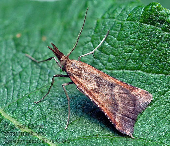 Synaphe punctalis