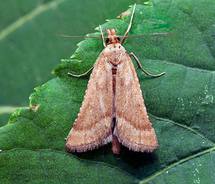 Synaphe punctalis