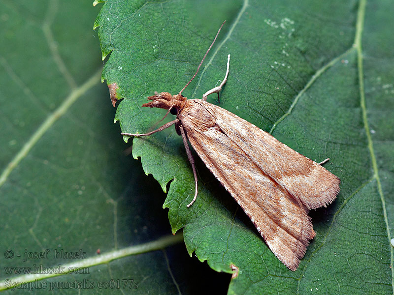 Synaphe punctalis