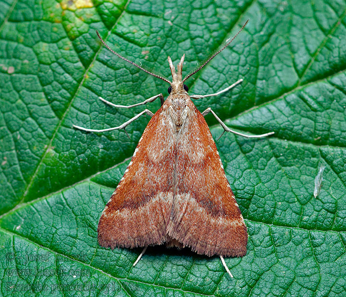 Synaphe punctalis