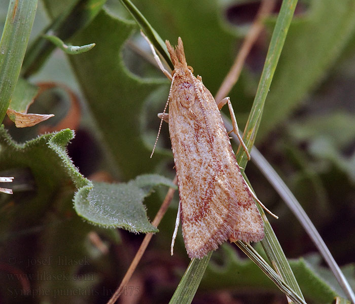 Langpootlichtmot Pinokkiomot Synaphe punctalis