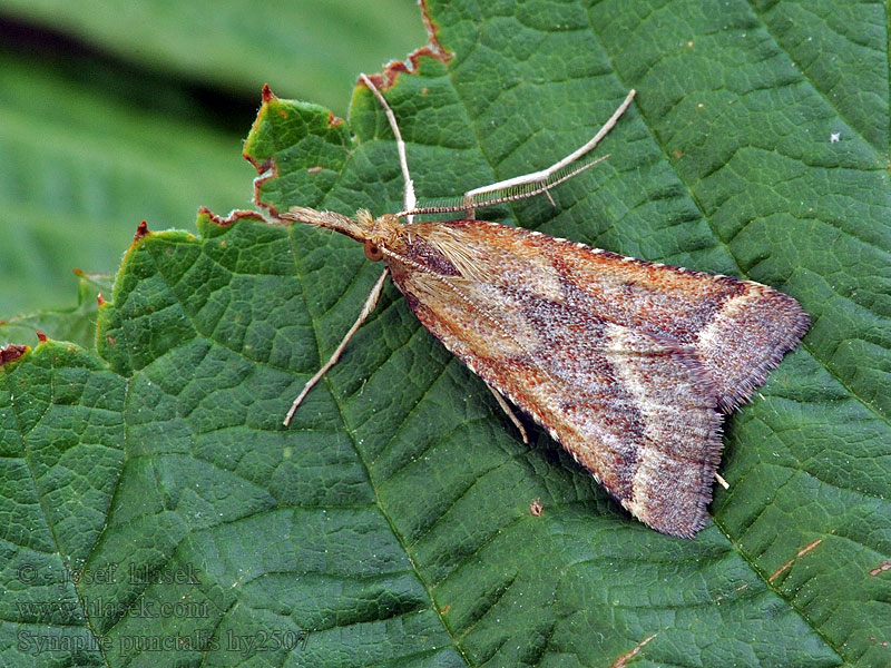 Огнёвка Synaphe punctalis