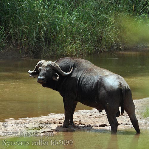 Afrikanische Büffel Afrika kəlləri Buvol africký kaferský