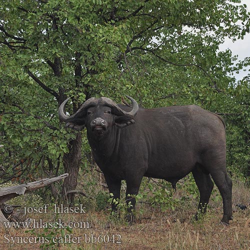 Buvol africký kaferský Byfflo Affricanaidd Buffle Afrique