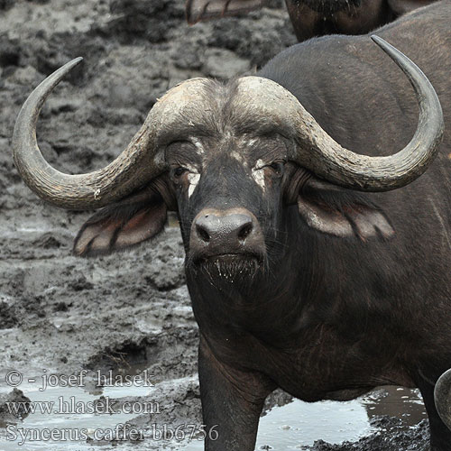 アフリカスイギュウ Bawół afrykański Búfalo africano