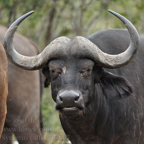 Buffel Afrikanische Büffel Afrika kəlləri Buvol africký