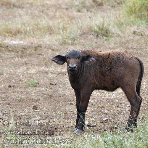 Kafferbivaly Kafferbuffel アフリカスイギュウ