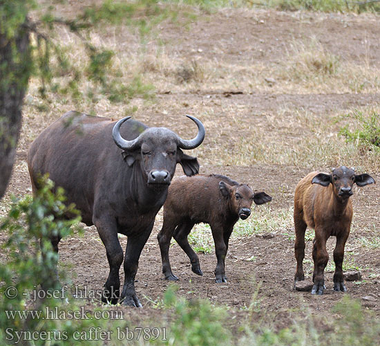 Kafferbuffel アフリカスイギュウ Bawół