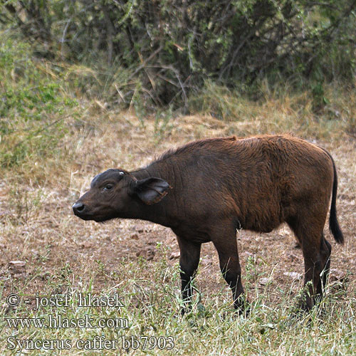 Búfalo africano Африканский буйвол