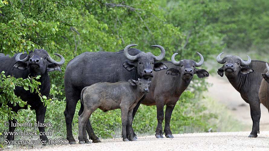 Afrički bivol Bufalo nero Byvol vodný Kafrski bivol