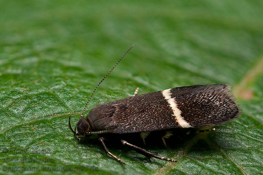 Syncopacma taeniolella Silver-barred Sober Psota rubopáskatá