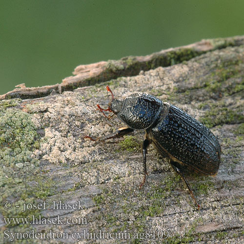 Kostrzeń baryłkowaty Roháčik Roháček bukový noshornsoxe Носорог малый イッカククワガタ Synodendron cylindricum Sinodendron Horned stag Rhinoceros Beetle Valsehjort Rolrond Vliegend Hert Tülkös szarvasbogár Kopfhornschröter