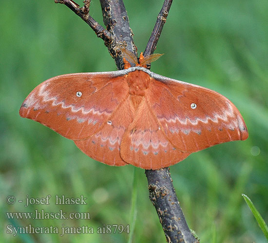 Syntherata janetta