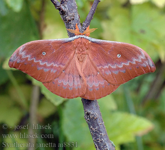 Syntherata janetta