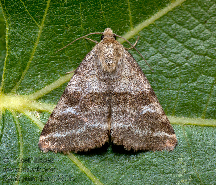 Synthymia fixa