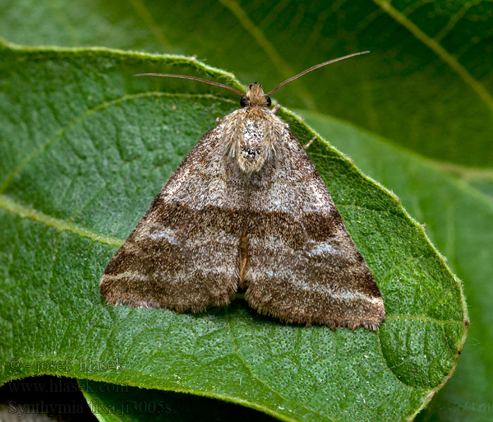 Goldwing Noctuelle Dartrier Gouden daguil Synthymia fixa