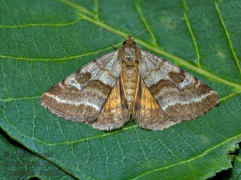 Synthymia fixa Noctuelle Dartrier Gouden daguil