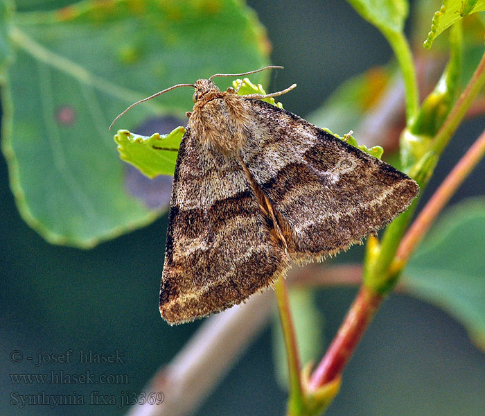 Synthymia fixa Goldwing Noctuelle Dartrier