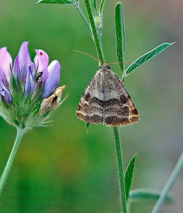 Synthymia fixa Goldwing Noctuelle Dartrier Gouden daguil