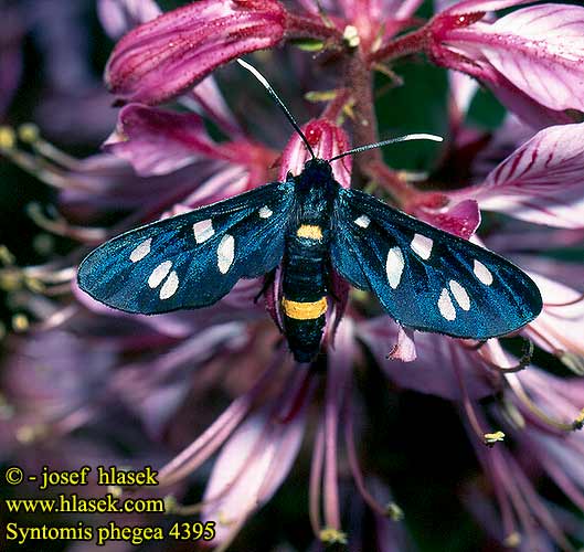 Amata phegea Syntomis Nine-spotted Sphinx Pissenlit Fehérpettyes álcsüngőlepke Ringelwidderchen Weißfleck-Widderchen Bieloškvrnáč púpavcový Běloškvrnáč pampeliškový Euroopansoukkokehrääjä Phegeavlinder Bjelopjegavi ovnić Fehérpettyes álcsüngőlepke Oblaczek granatek Bieloškvrnáč púpavcový Margenis Pētereņu melnraibspārnis Пестрянка ложная обыкновенная Фегея