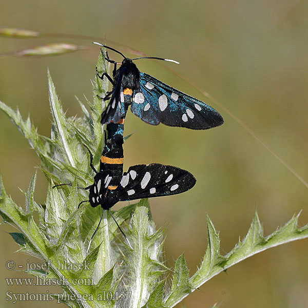 Amata phegea Syntomis Nine-spotted Sphinx Pissenlit