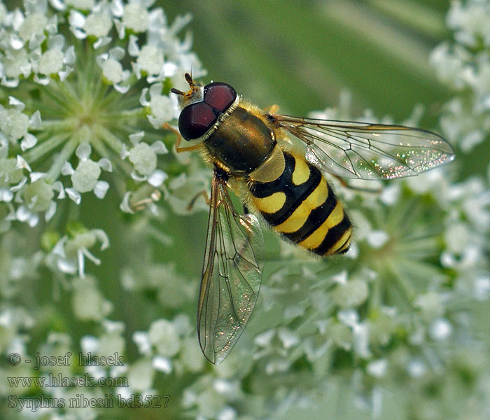 Große Schwebfliege Перевязанный сирф Syrphus ribesii