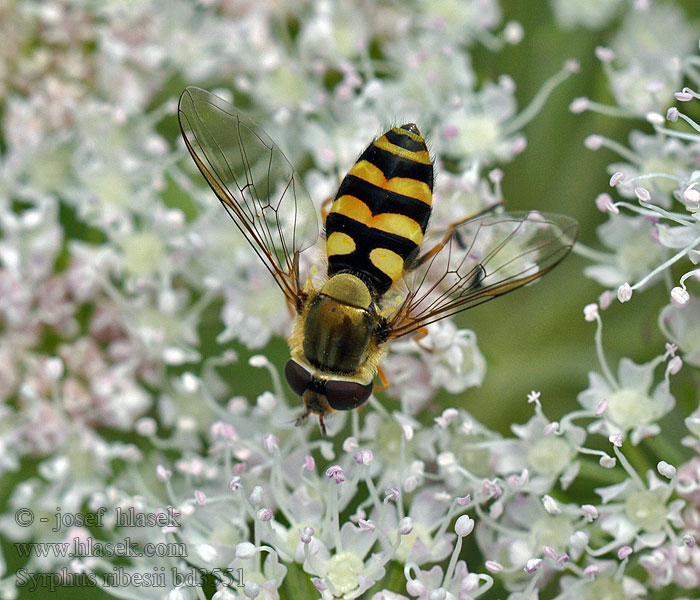 Pestřenka rybízová Syrphus ribesii