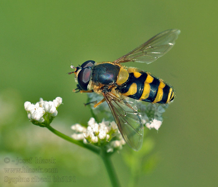 Syrphus ribesii Перевязанный сирф Gul solblomfluga Közönséges zengőlégy