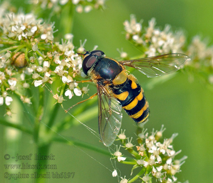 Syrphus ribesii Pestřenka rybízová Große Schwebfliege