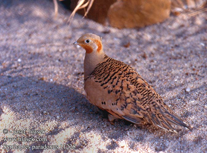 Syrrhaptes paradoxus Palla's Sandgrouse Steppehøne steppehønsene Arokyyhky Syrrhapte paradoxal Steppenhoen Sirratte Talpastyúk Steppenhuhn Pustynnik Stepiar kirgizský Stepokur kirgizský Ganga de Pallas Stäppflyghöna 毛腿沙鸡 Саджа サケイ 사막꿩 Περιστερόκοτα του Πάλλας Paçalı bağırtlak