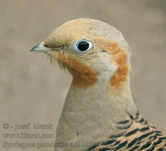 Syrrhaptes paradoxus Steppenhoen Sirratte Talpastyúk Steppenhuhn Pustynnik Stepiar kirgizský Stepokur kirgizský Ganga de Pallas Stäppflyghöna 毛腿沙鸡 Саджа サケイ 사막꿩 Περιστερόκοτα του Πάλλας Paçalı bağırtlak