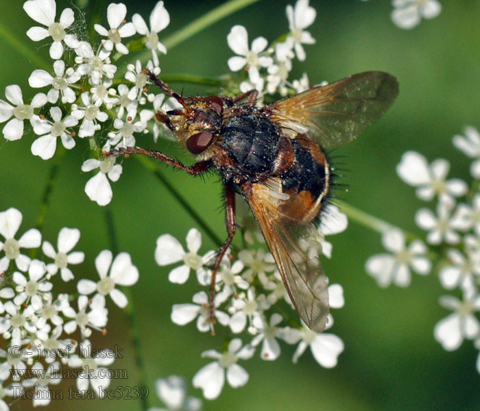 Közönséges fürkészlégy Tachina fera Echinomyia