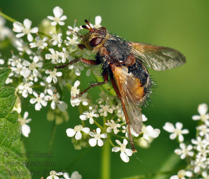 Közönséges fürkészlégy Tachina fera Echinomyia