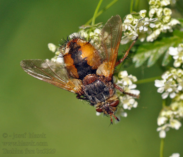 Tachina fera Echinomyia