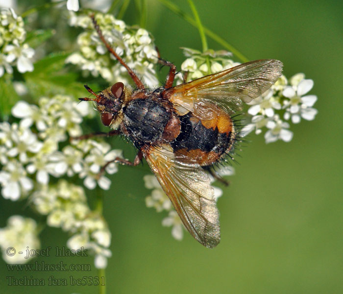 Echinomyia fera Tachina