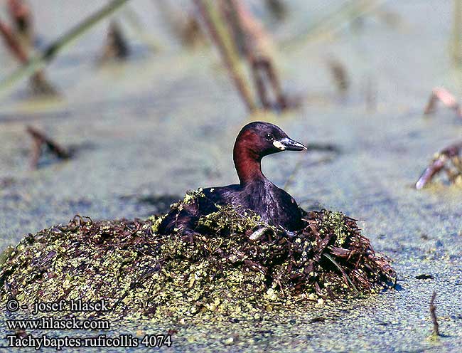 Tachybaptes ruficollis 4074