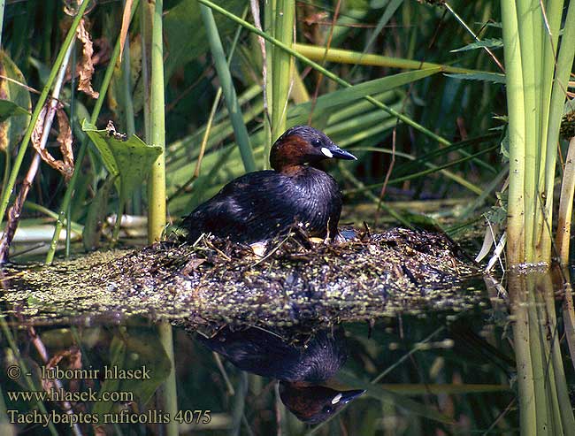 Tachybaptes ruficollis 4075