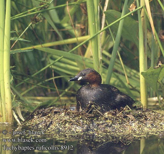 Tachybaptes ruficollis 8912